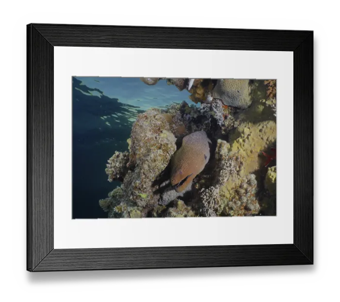 Framed Print : Giant moray eel (Gymnothorax javanicus)