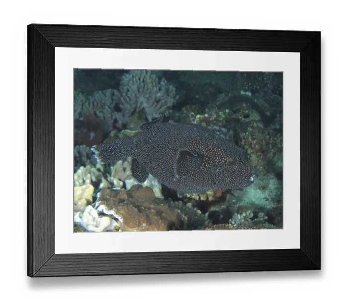 Framed Print : Guinea fowl pufferfish (Arothron meleagris)