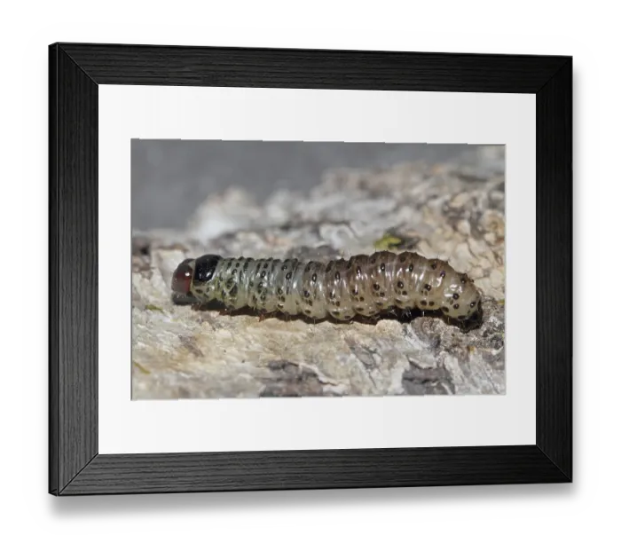 Framed Print : Apamea lithoxylaea (Apamea lithoxylaea)