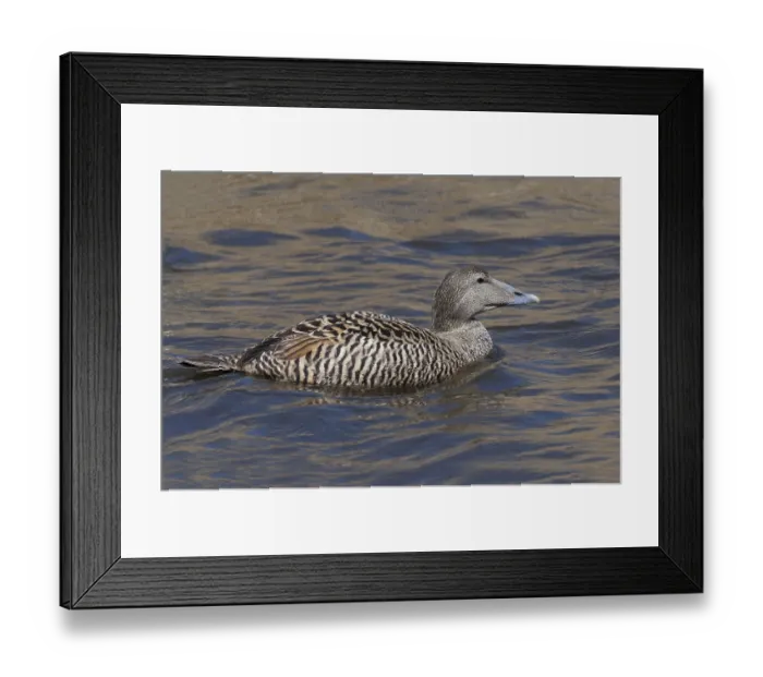 Framed Print : Female Common Eider (Somateria mollissima) Framed Print : Female Common Eider (Somateria mollissima)