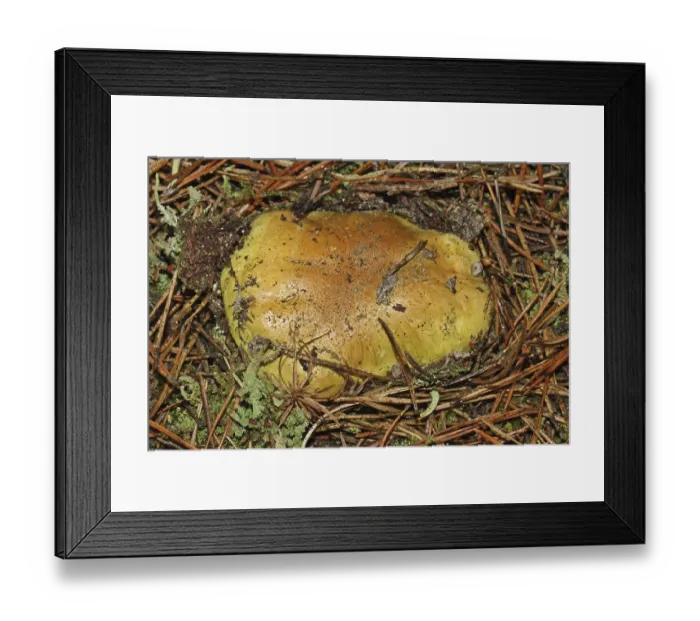 Framed Print : Greenling (Tricholoma equestre)