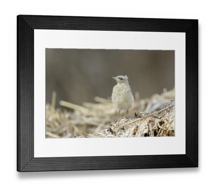 Framed Print : Wheatear (Oenanthe oenanthe) Framed Print : Wheatear (Oenanthe oenanthe)