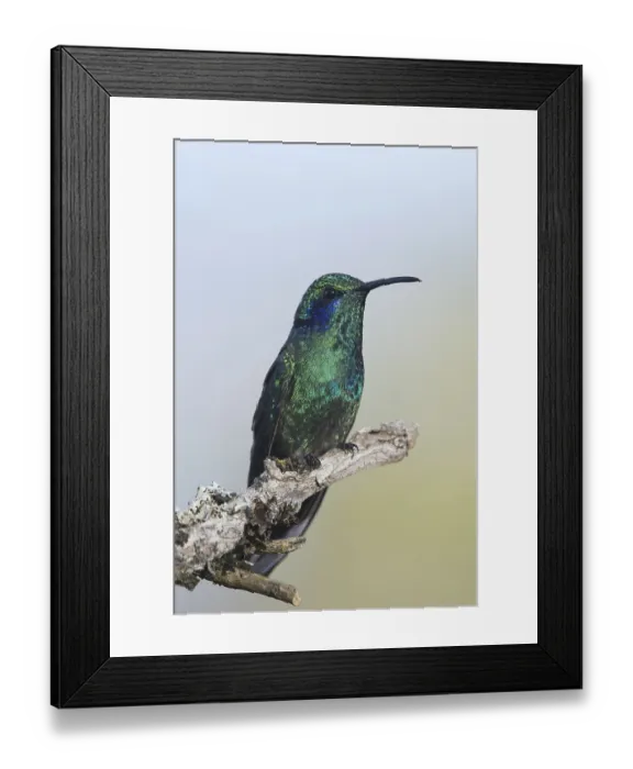 Framed Print : Small violet-eared hummingbird (Colibri thalassinus) Framed Print : Small violet-eared hummingbird (Colibri thalassinus)
