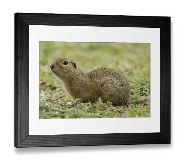 Framed Print : Ground squirrel (Spermophilus citellus)