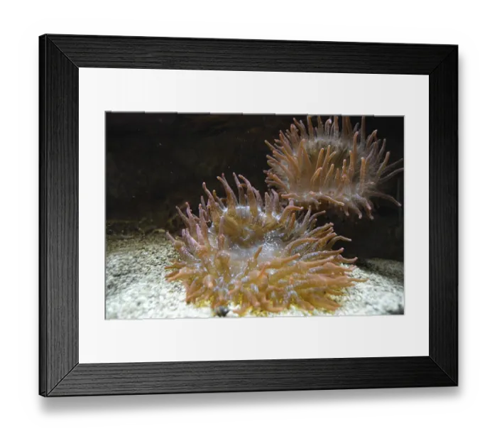 Framed Print : Sea anemones Framed Print : Sea anemones
