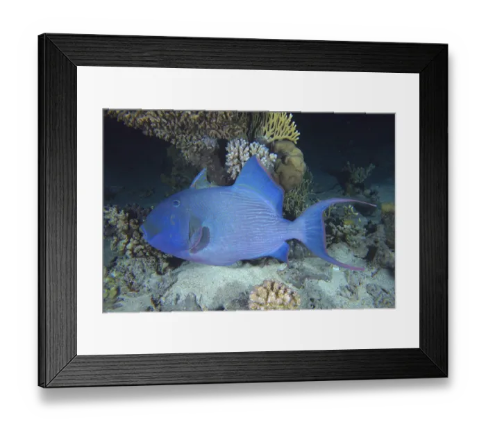 Framed Print : Blue-striped triggerfish (Pseudobalistes fuscus) Framed Print : Blue-striped triggerfish (Pseudobalistes fuscus)