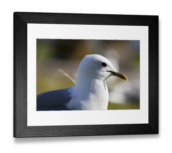 Framed Print : Mew Gull (Larus canus) Framed Print : Mew Gull (Larus canus)