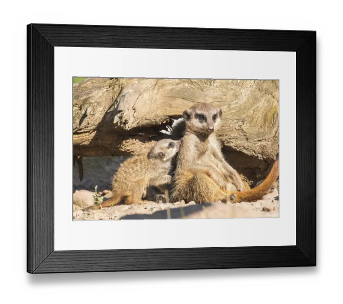 Framed Print : Meerkat (Suricata suricatta) Framed Print : Meerkat (Suricata suricatta)