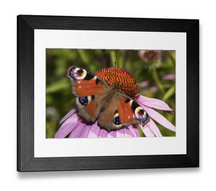 Framed Print : Peacock butterfly (Aglais io)