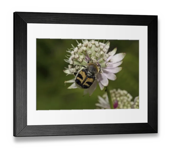Framed Print : Bee beetle (Trichius fasciatus) Framed Print : Bee beetle (Trichius fasciatus)