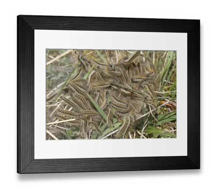 Framed Print : Spurge moth (Malacosoma castrensis) Framed Print : Spurge moth (Malacosoma castrensis)