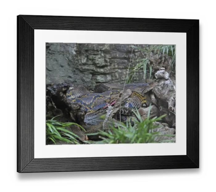 Framed Print : Reticulated python (Malayopython reticulatus) Framed Print : Reticulated python (Malayopython reticulatus)