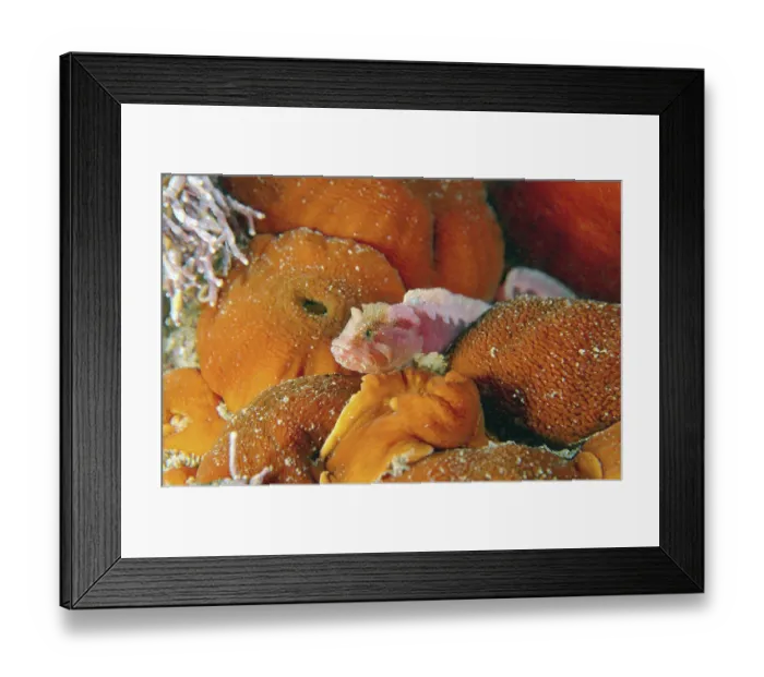 Framed Print : Green Cockscomb (Alectrias alectrolophus benjamini)