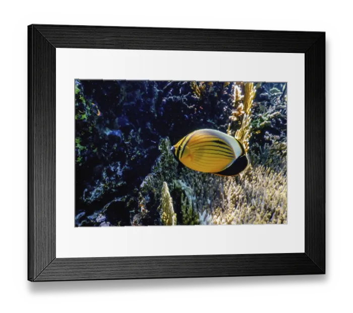Framed Print : Black tailed butterflyfish (Chaetodon austriacus) Polyp butterflyfish Framed Print : Black tailed butterflyfish (Chaetodon austriacus) Polyp butterflyfish