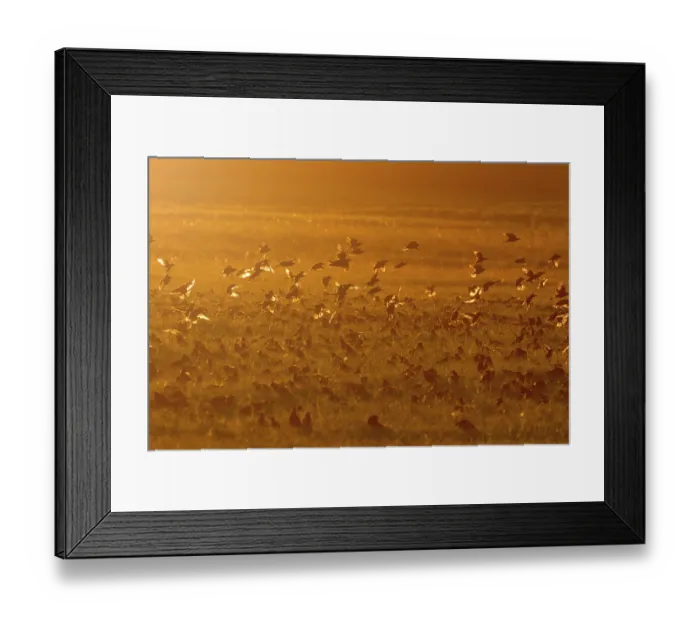 Framed Print : Common Starling on the Field at Sunset (Sturnus vulgaris) European starling