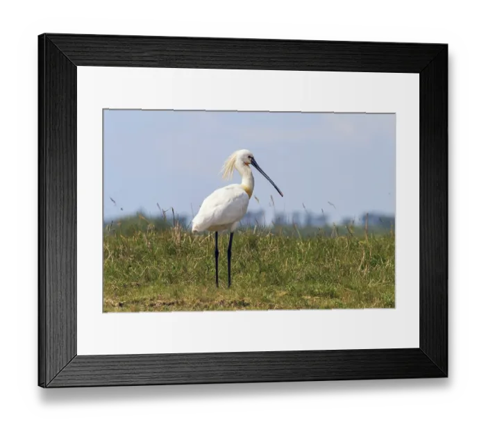 Framed Print : Eurasian Spoonbill (Platalea leucorodia) Common Spoonbill Framed Print : Eurasian Spoonbill (Platalea leucorodia) Common Spoonbill