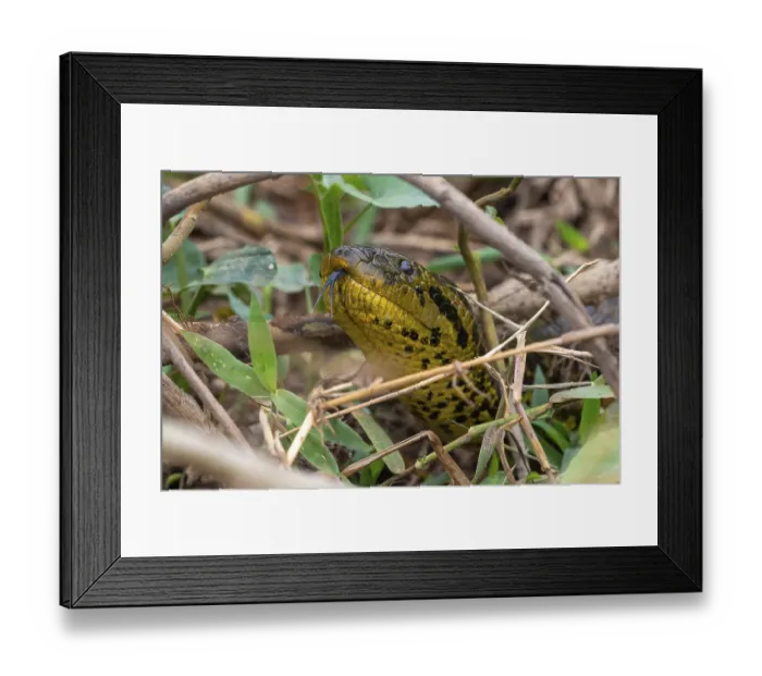 Framed Print : Yellow anaconda (Eunectes notaeus)