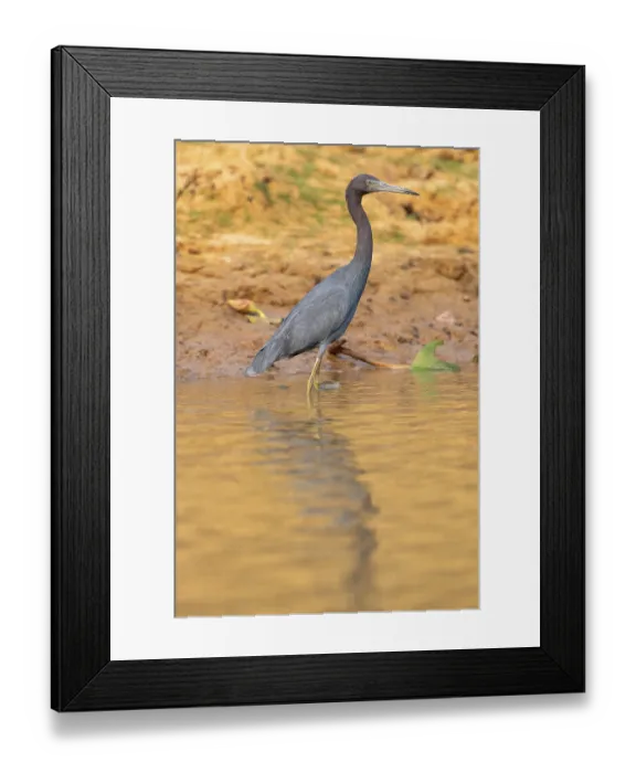 Framed Print : Great Blue Heron (Egretta caerulea)