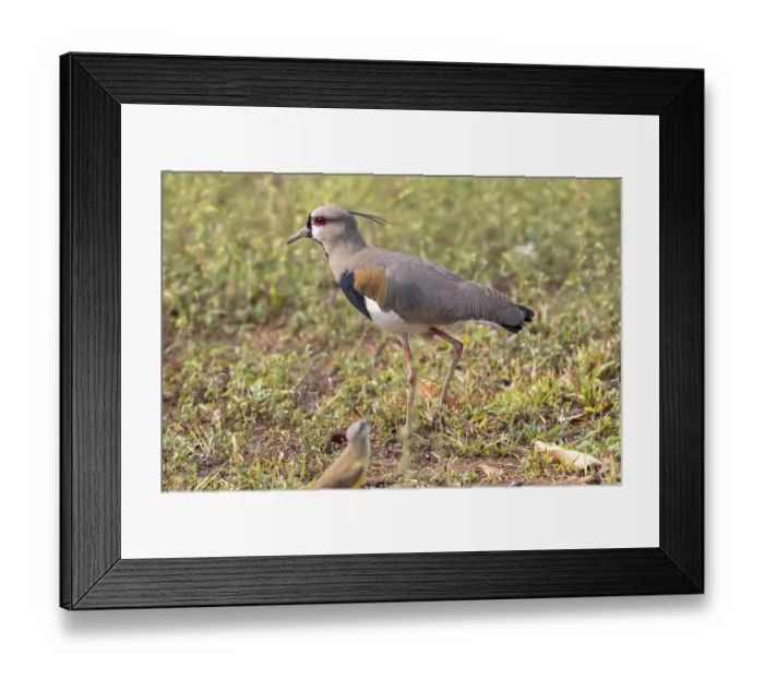 Framed Print : Bronze lapwing (Vanellus chilensis)