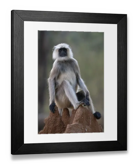 Framed Print : Northern plains gray langur (Semnopithecus entellus)