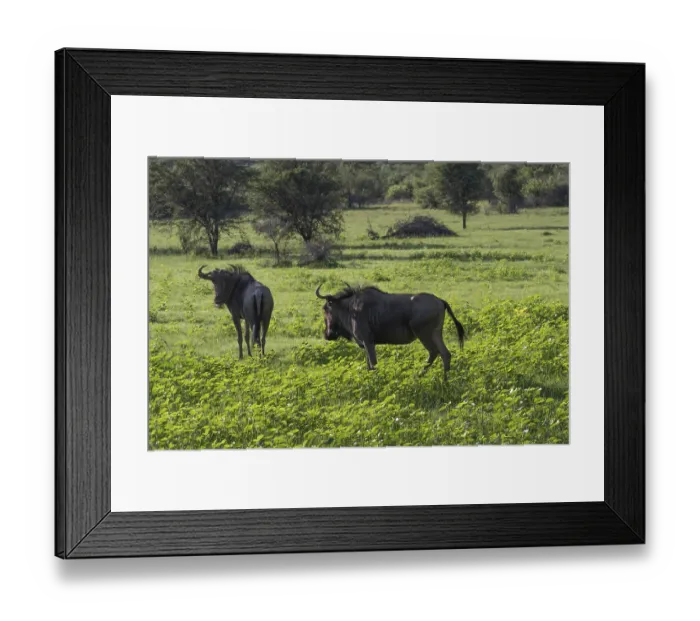 Framed Print : Blue wildebeest in lush green grass (Connochaetes taurinus)