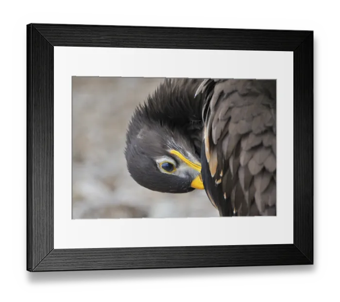 Framed Print : Young Steppe Eagle (Aquila nipalensis)