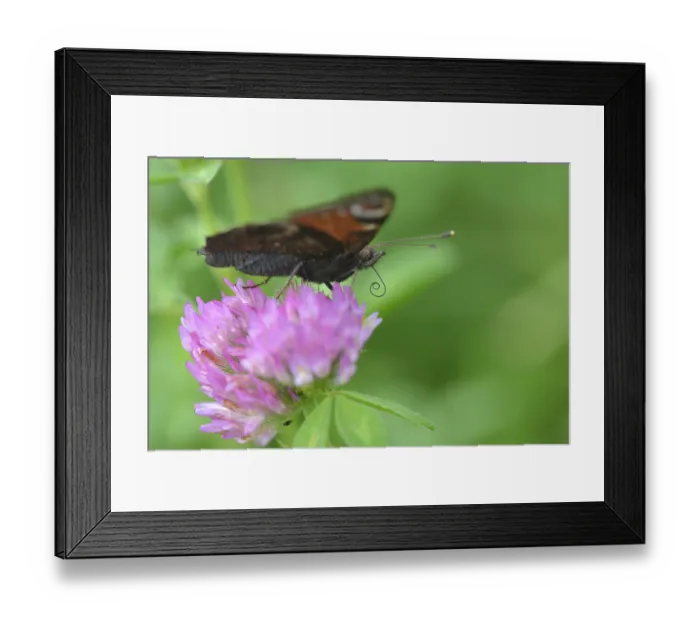 Framed Print : Peacock butterfly on a flower, Peacock butterfly on a flower