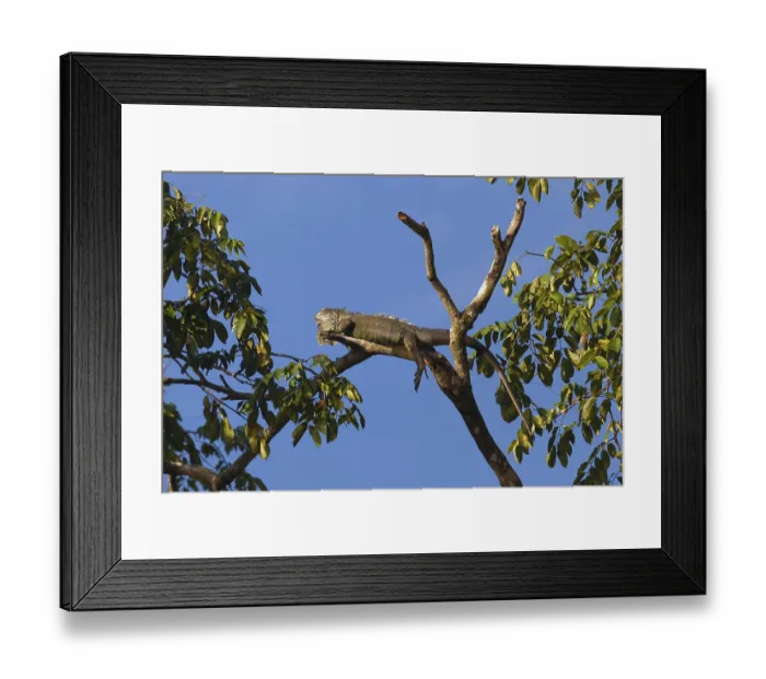 Framed Print : Green Iguana (Iguana iguana), Tortuguero National Park Framed Print : Green Iguana (Iguana iguana), Tortuguero National Park