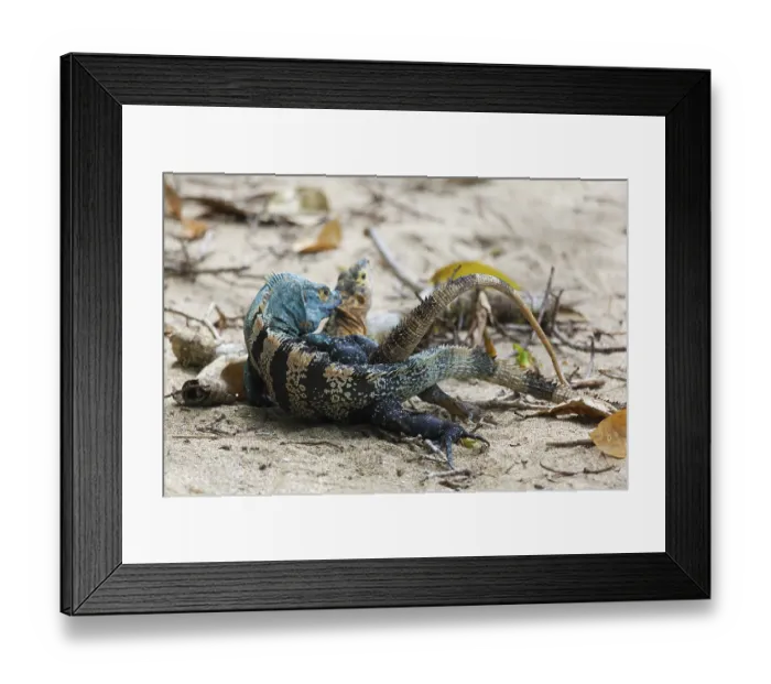 Framed Print : Iguana couple copulate, Black Iguana (Ctenosaura similis) Framed Print : Iguana couple copulate, Black Iguana (Ctenosaura similis)
