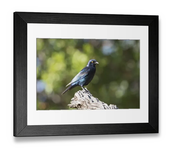 Framed Print : Cape glossy starling (Lamprotornis nitens) on a branch in Namibia