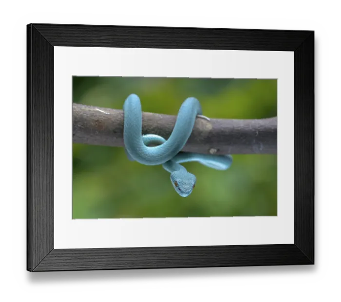 Framed Print : Trimesurus insularis also known as blue viper Framed Print : Trimesurus insularis also known as blue viper