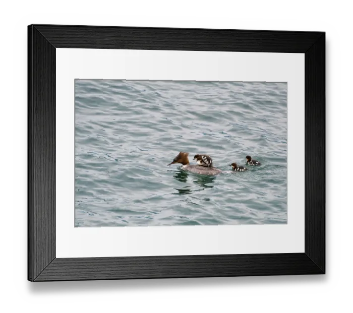 Framed Print : Sweet ducks swimming in Lake Como in Italy