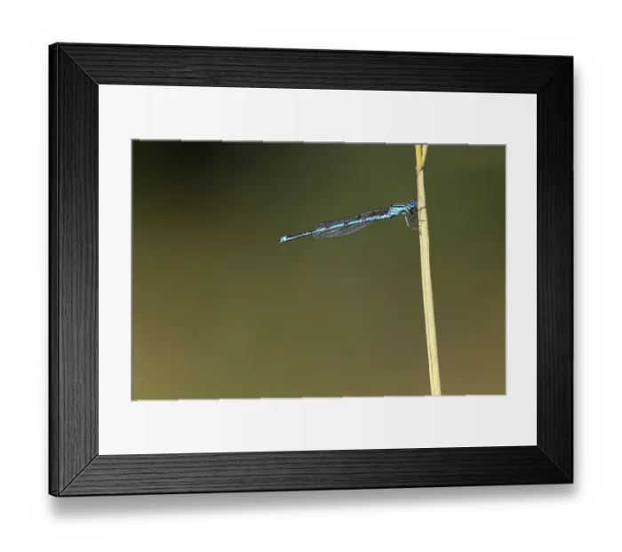 Framed Print : Erythromma lindenii, Blue-eye, Gobled-marked Damselfly