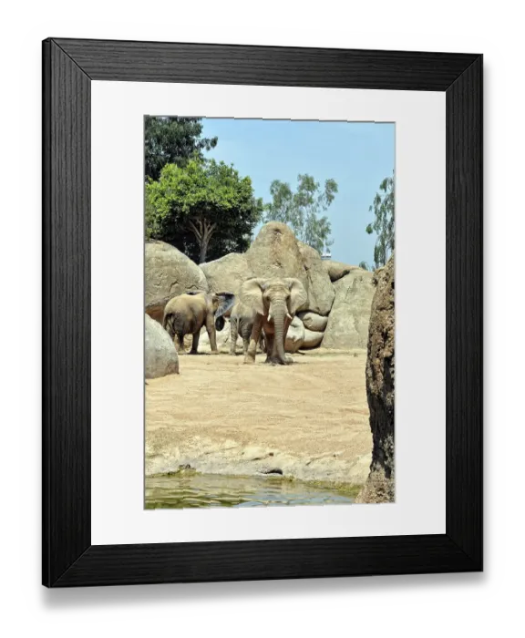Framed Print : African elephant in natural environment Framed Print : African elephant in natural environment