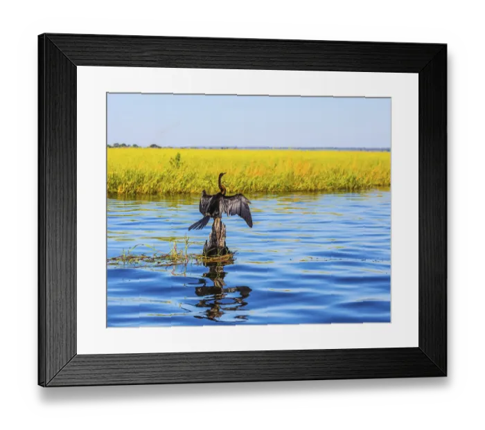 Framed Print : Big Bird wings opened sitting on a tree among water Framed Print : Big Bird wings opened sitting on a tree among water