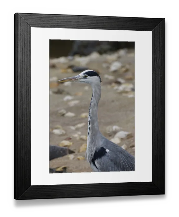 Framed Print : Grey heron, Ardea cinerea