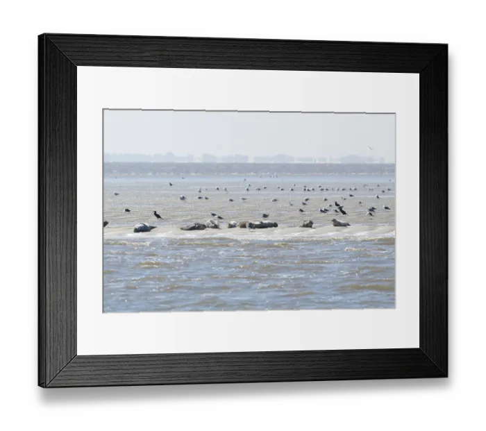 Framed Print : Seal in Dutch wadden sea