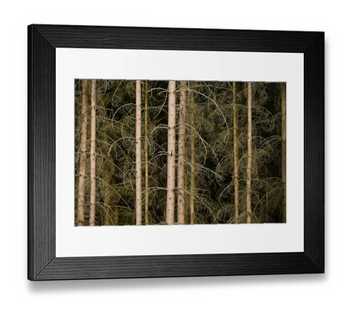 Framed Print : Dense coniferous forest with dried trees and branches in shades of brown