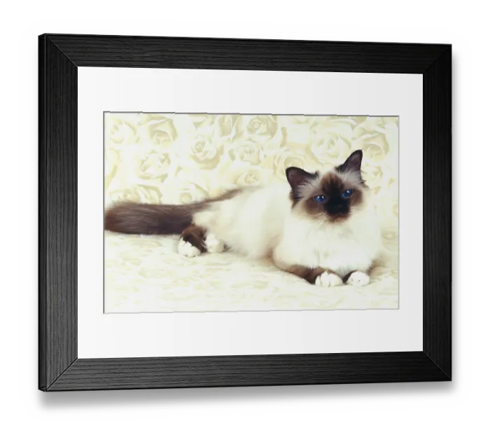 Framed Print : Birman cat seal-point female, one year old