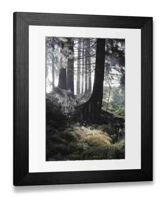 Framed Print : Winter forest