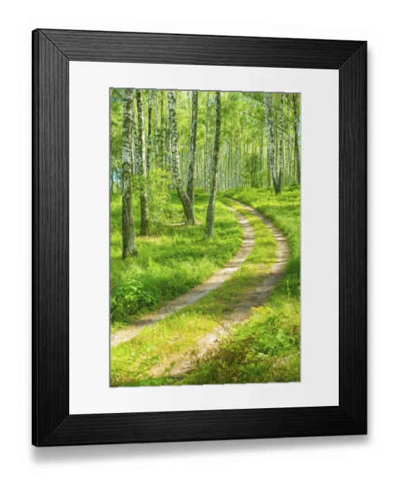 Framed Print : Smal road in birh forest Framed Print : Smal road in birh forest