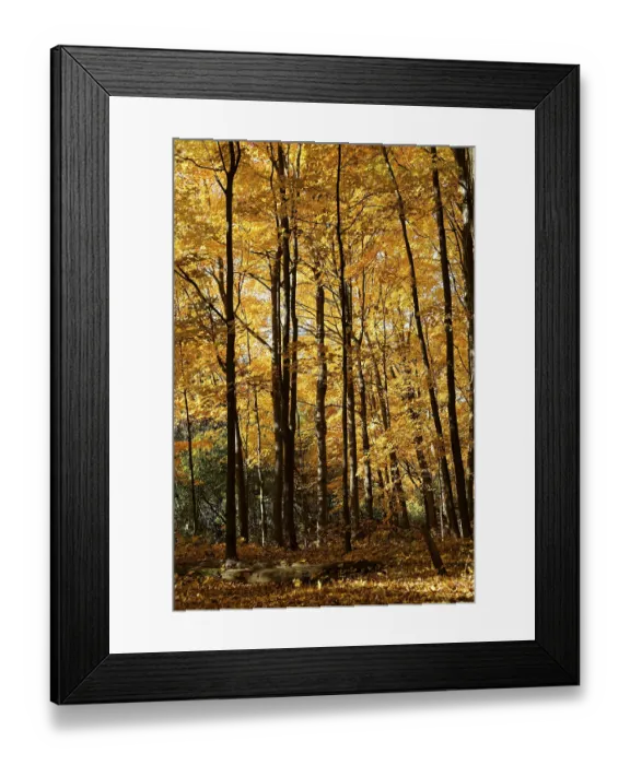 Framed Print : Nature, autumnal forest, view from below into the tree tops Framed Print : Nature, autumnal forest, view from below into the tree tops