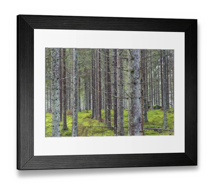 Framed Print : Spruce trunks in coniferous forests