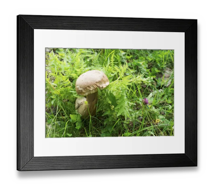 Framed Print : Boletus mushroom in the forest. Green plants