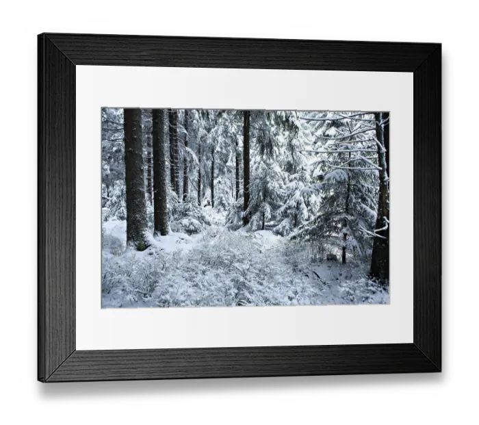 Framed Print : Winter forest under new snow in Masserberg