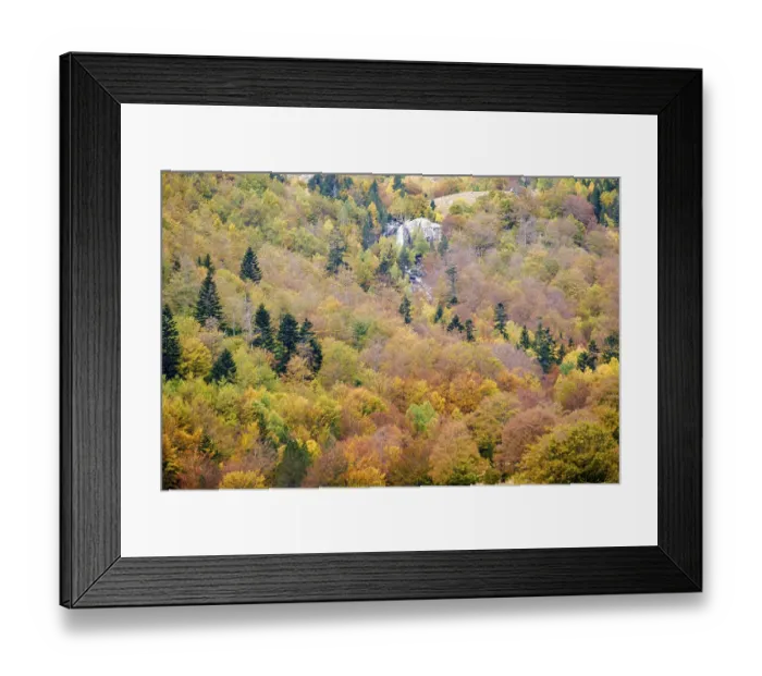 Framed Print : Mixed deciduous forest, Molieres valley Framed Print : Mixed deciduous forest, Molieres valley