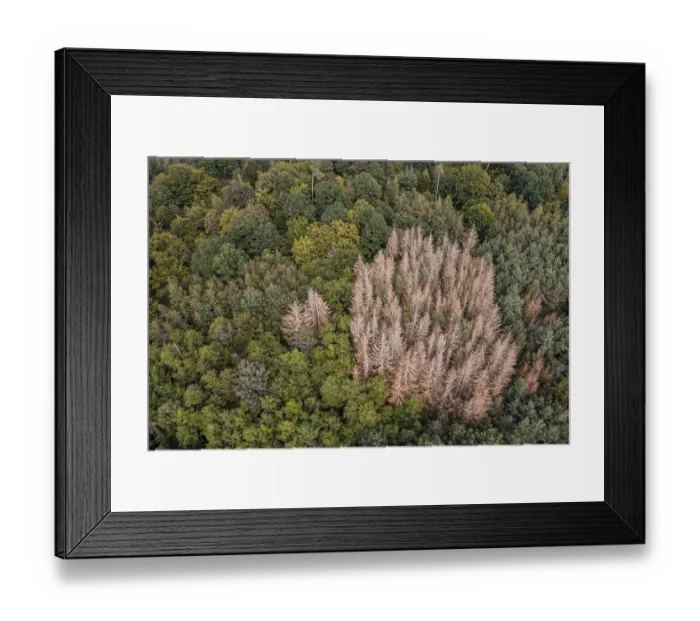 Framed Print : Forest dieback using the example of a group of diseased spruces in a mixed forest in Germany