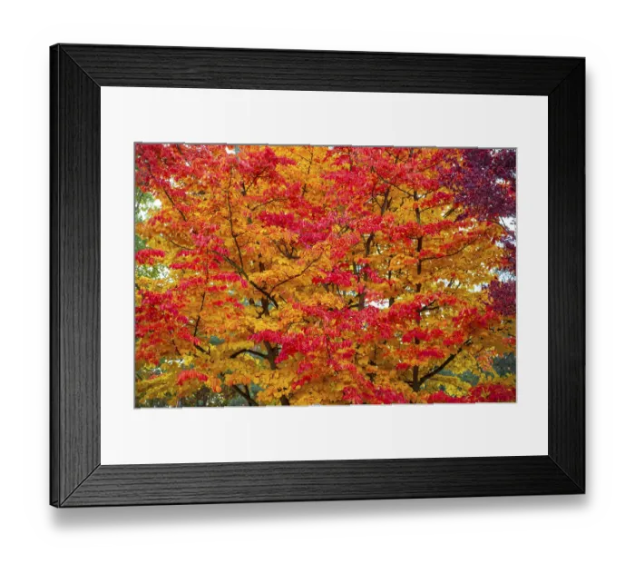 Framed Print : The leaf canopy of a deciduous tree in autumn