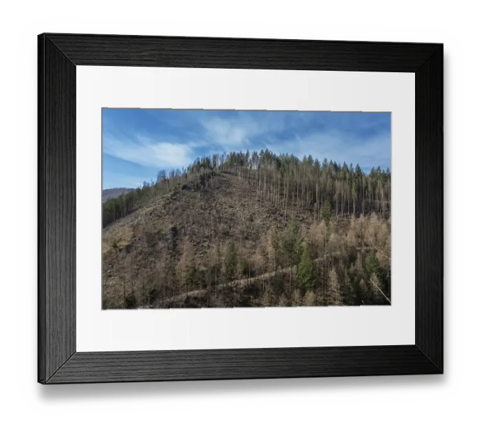 Framed Print : Partially dead trees, spruces, on the Huthberg in the Harz Mountains