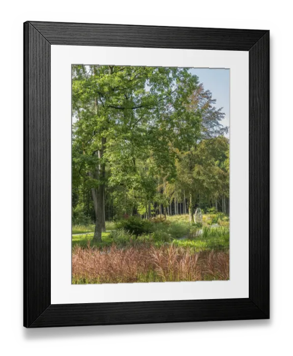 Framed Print : A sunny forest with green trees and a meadow in the foreground Framed Print : A sunny forest with green trees and a meadow in the foreground